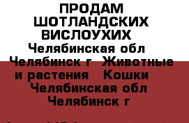 ПРОДАМ ШОТЛАНДСКИХ ВИСЛОУХИХ - Челябинская обл., Челябинск г. Животные и растения » Кошки   . Челябинская обл.,Челябинск г.